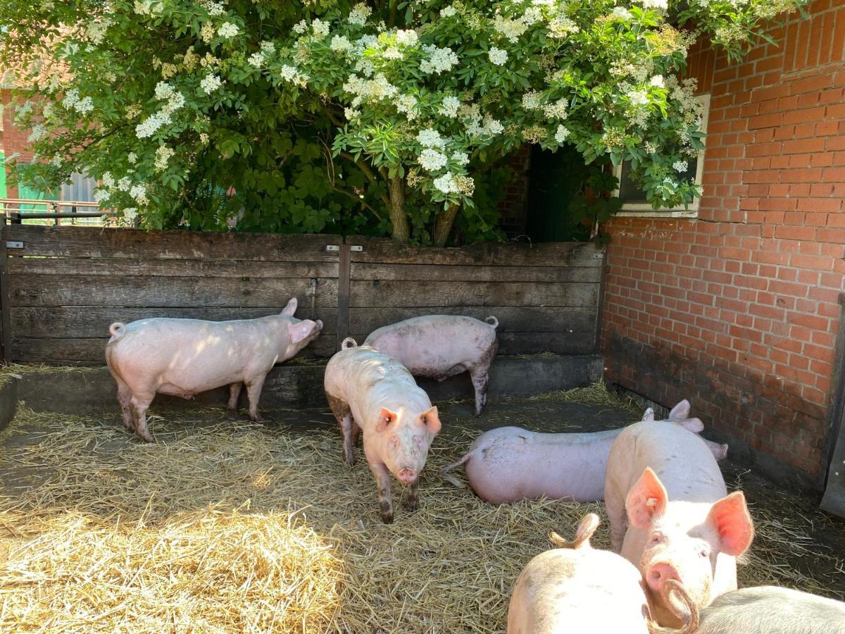 Neulandhof Spöring Lägenhet Walsrode Exteriör bild