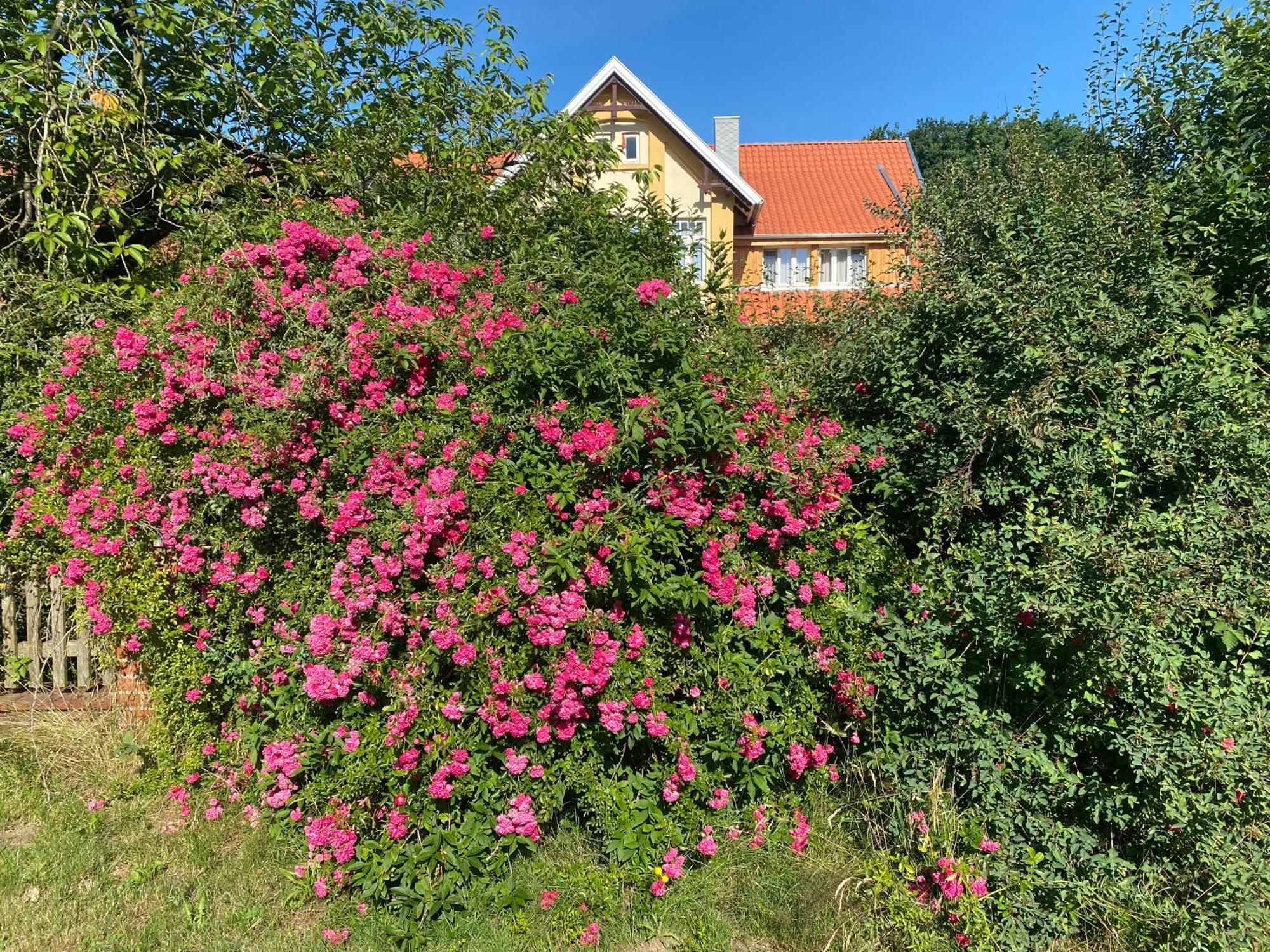 Neulandhof Spöring Lägenhet Walsrode Exteriör bild